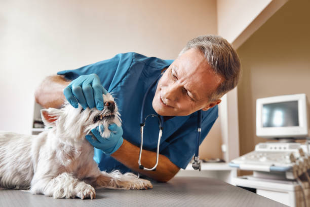Best Broken or Cracked Tooth Emergency Dentist in Hondo, TX